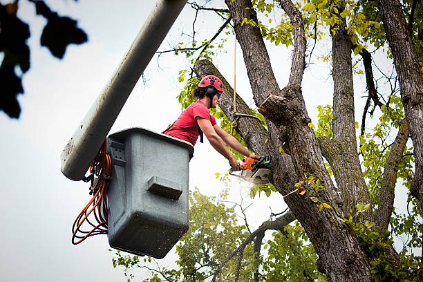 The Steps Involved in Our Tree Care Process in White Sands, NM